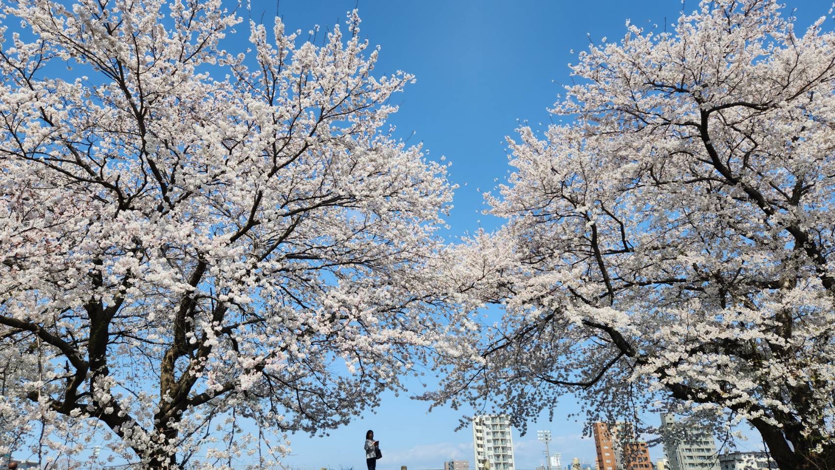 金澤屋元菊-メイン画像12